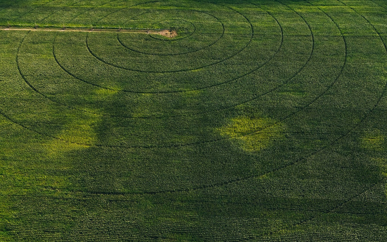 Campo irrigato a pivot visto dall'alto, con chiazze di verde più chiaro